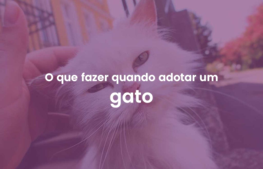 Gravidez com gatos, Adotar um gato