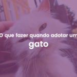 adotar-gato-e-agora