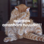 meus gatos arranham todos os móveis
