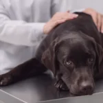 Ao perceber que seu cachorro comeu chocolate, é importante agir com cautela. Caso suspeite de uma alta quantidade ingerida, recomenda-se procurar um hospital veterinário. Observe os sinais de intoxicação, como diarreia, vômitos, hiperatividade, tremores, entre outros. O chocolate contém teobromina, substância tóxica para cães, e sua quantidade e tipo podem afetar os riscos. Os gatos têm pouca tendência a comer chocolate. Em casos de intoxicação, é necessário levar o animal a uma clínica veterinária, pois o tratamento em domicílio não é adequado. Previna oferecendo chocolate aos animais e conscientize outras pessoas sobre os perigos.