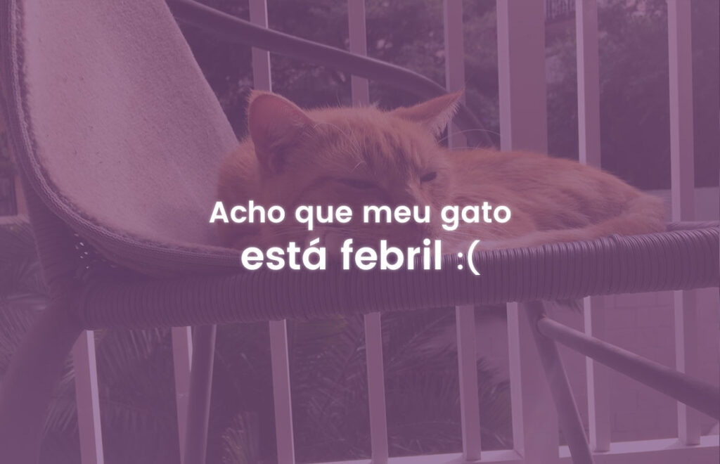 Acho que meu gato está febril