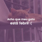 Acho que meu gato está febril