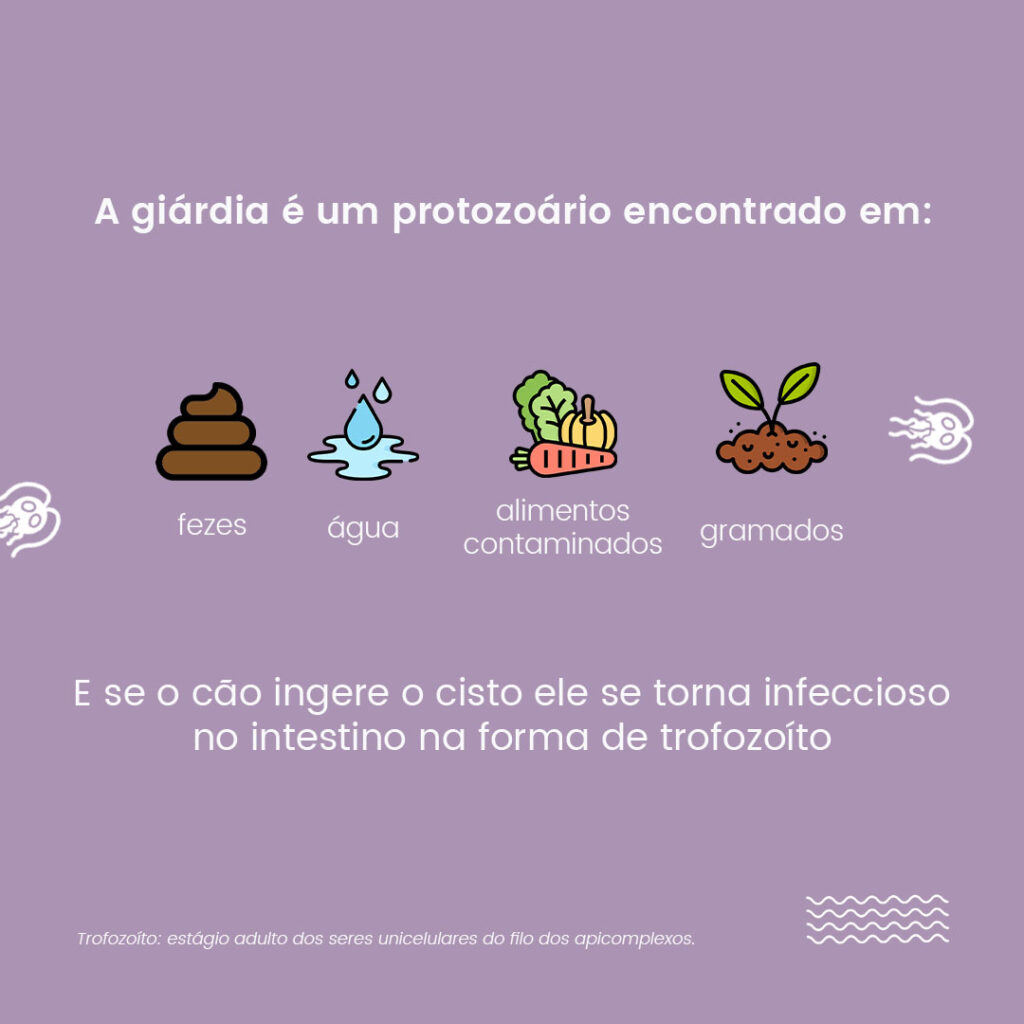 vacina giardia o que e)