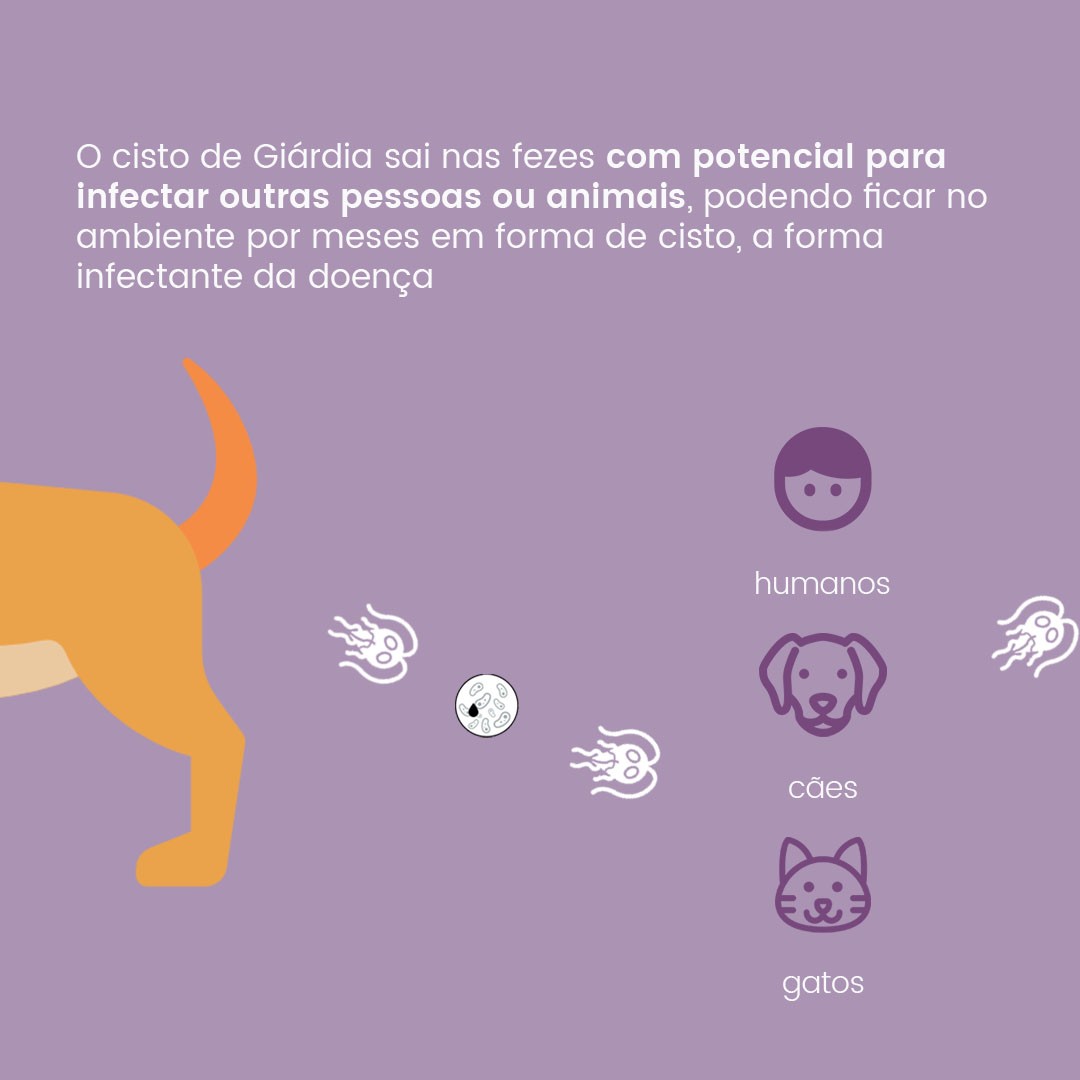 Como Você Acha Que é Possível Prevenir A Giardíase