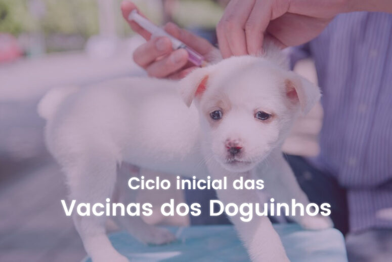 ciclo inicial de vacina em cães