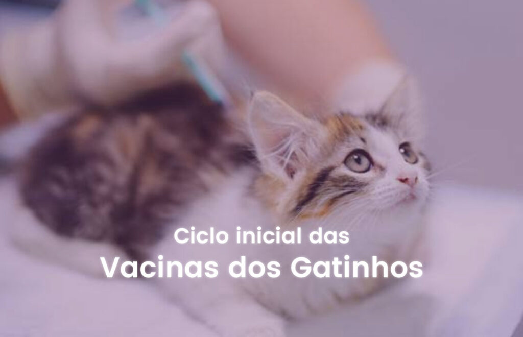 Entenda mais sobre o ciclo inicial de vacinas para gatos