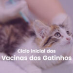Entenda mais sobre o ciclo inicial de vacinas para gatos