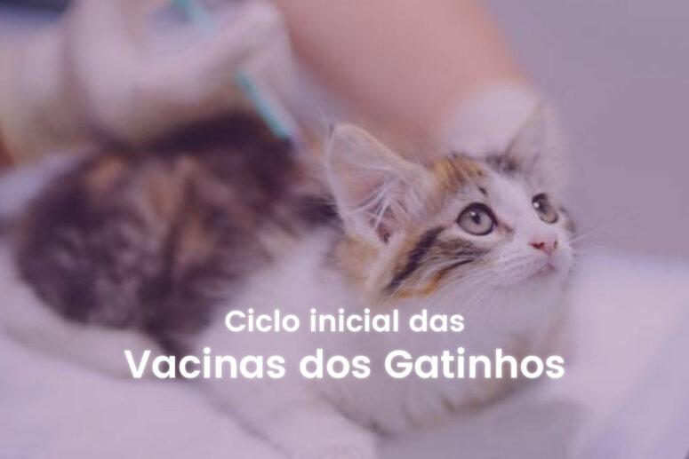 Entenda mais sobre o ciclo inicial de vacinas para gatos