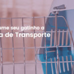 Acostume seu gatinho a caixa de transporte