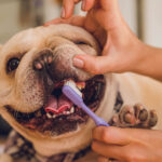 Como fazer a escovação dos dentes em seus cães e gatos