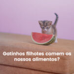 Gatos filhotes comem comida de humano