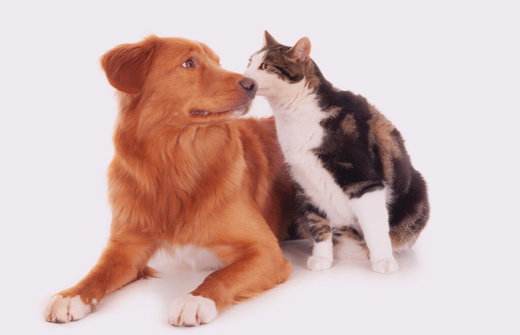 o que são verminoses em cães e gatos
