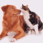 o que são verminoses em cães e gatos