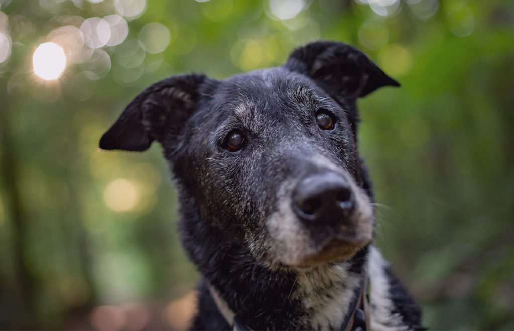 Cuidados com cães idosos