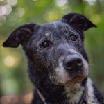 Cuidados com cães idosos