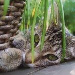 plantas venenosas para pets