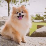 cuidado-com-pelos-de-pets-atende-pet