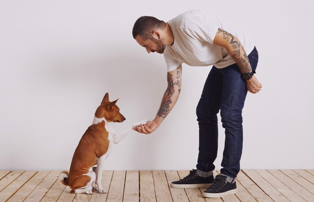 Adestramento de pets: nunca é tarde para começar!