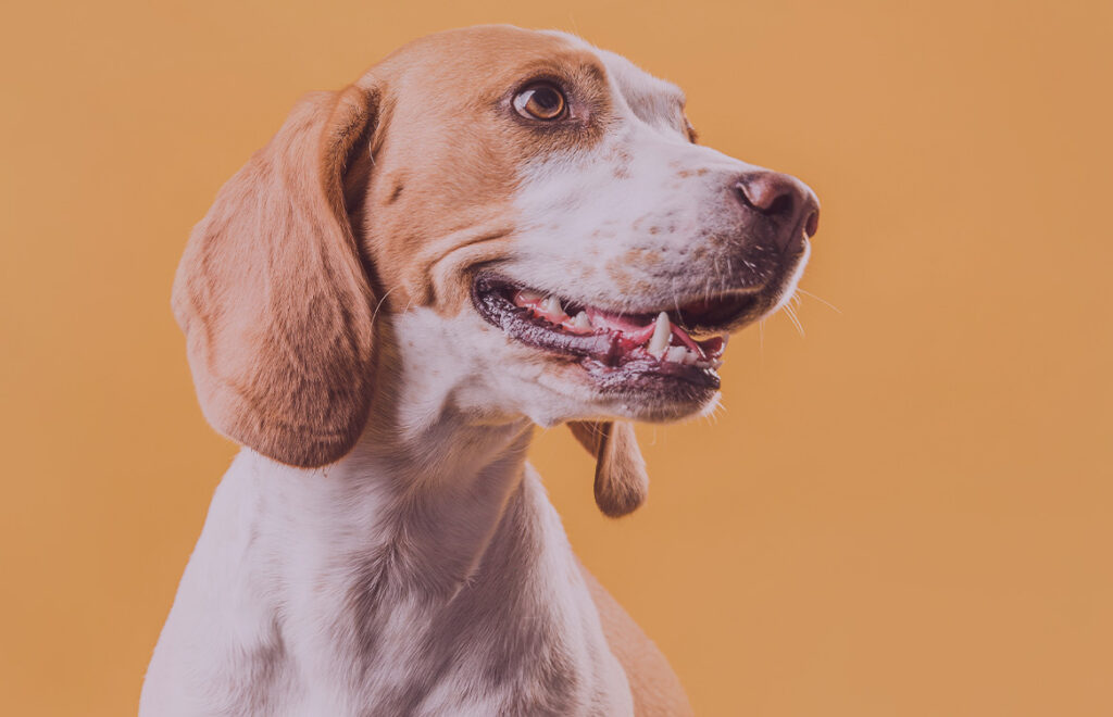 Prevenindo a Hepatite Infecciosa Canina: Importância da Vacina V10