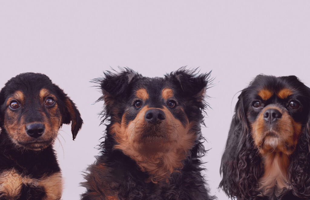 O que é Parvovirose: uma doença grave para cães