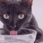 calculadora-de-agua-para-gatos