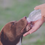 quantidade-de-agua-ideial-para-caes