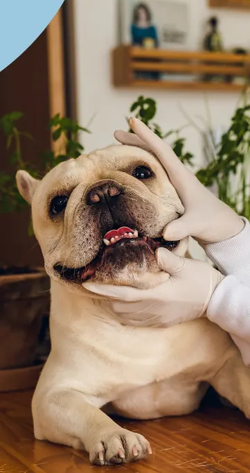 consulta-em-domicilio-para-caes-e-gatos-atende-pet-otite-em-casa