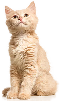 gato-coleta-de-sangue-atende-pet gato-coleta-de-sangue-em-domicilio-atende-pet