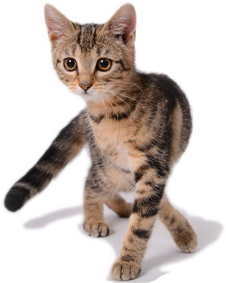 quais as vacinas para gatos atende pet quais as vacinas para gatos atende pet - V4 e Raiva