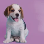 quando-dar-a-primeira-vacina-para-cachorro