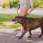 quando-pode-passear-com-cachorro