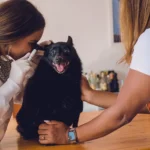 saiba-como-se-tornar-veterinario-em-domicilio