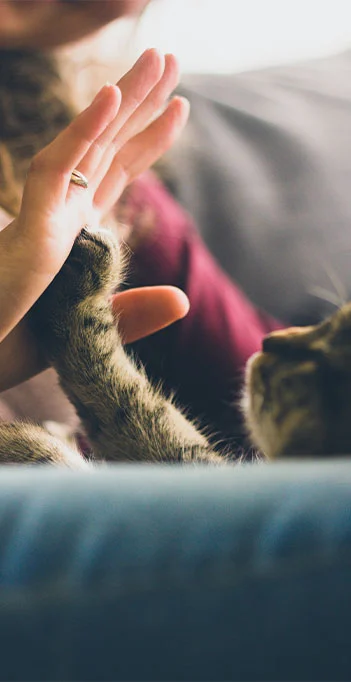 vacinas em gatos em domicilio no atende pet