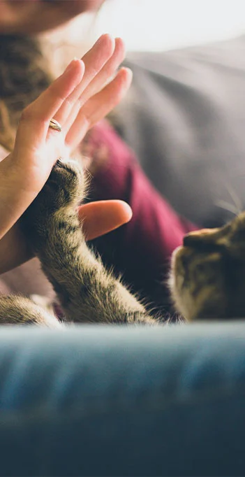 vacinas em gatos em domicilio no atende pet vacinas em gatos em domicilio no atende pet