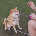 perguntas respondidas sobre petiscos para caes e gatos - babis- petiscos para pets e atendpet