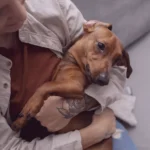 10-sintomas-pets-nao-estao-bem