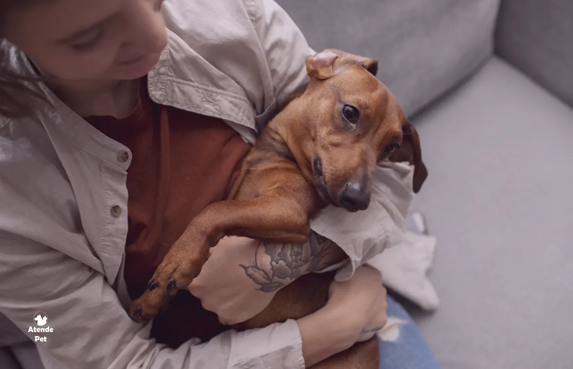 Vacinas, exames e alimentação: dicas para aumentar a expectativa de vida do  seu cachorro