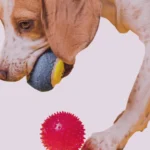 como gastar energia dos cães