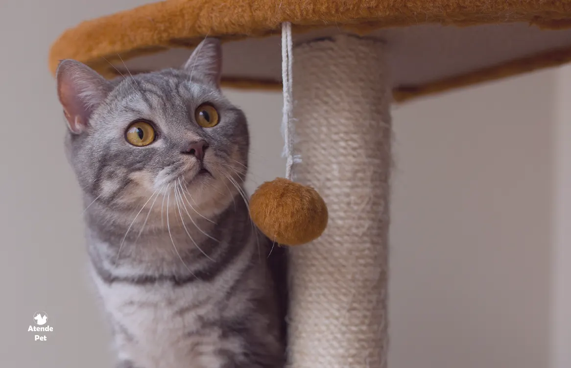 petisco comida para gatos, Brinquedo divertido para comida gato