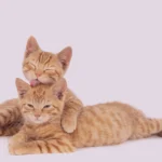 mitos sobre vacinas gatos