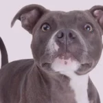 tudo sobre a raça pitbull
