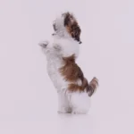 shih tzuz