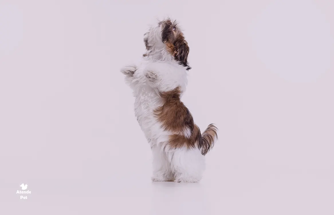 shih tzuz
