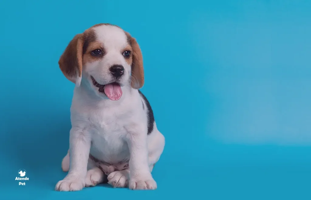 Como Socializar um Filhote de Cachorro Guia Completo para Proprietarios de Pets