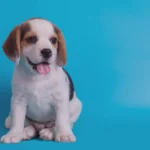 Como Socializar um Filhote de Cachorro Guia Completo para Proprietarios de Pets