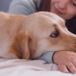 Como-identificar-alergias-alimentares-em-caes-e-gatos