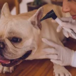 Usando a medicina veterinaria preventiva para prolongar a vida dos pets