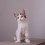 cuidados-pos-vacina-gatos