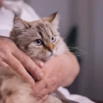 doencas-comuns-caes-e-gatos