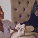 Atendimento Veterinario em Casa Perguntas Frequentes
